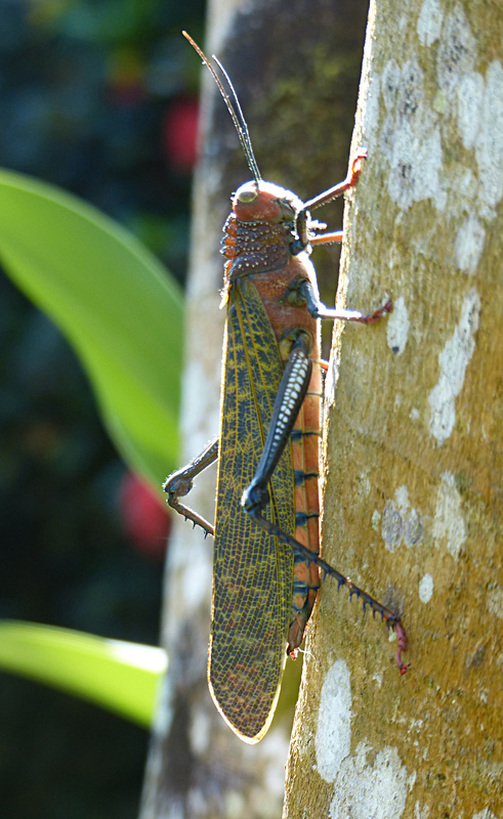 Giant Grasshopper (Tropidacris cristata), Costa Rica
