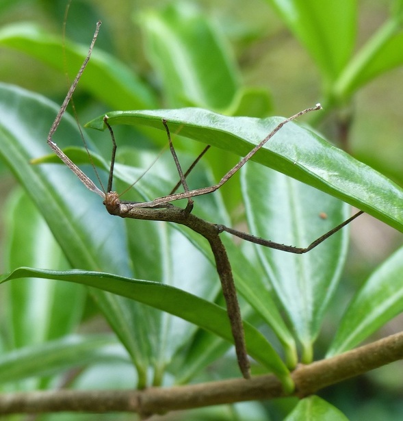 Stick Insect, Phassmatodea, Costa Rica