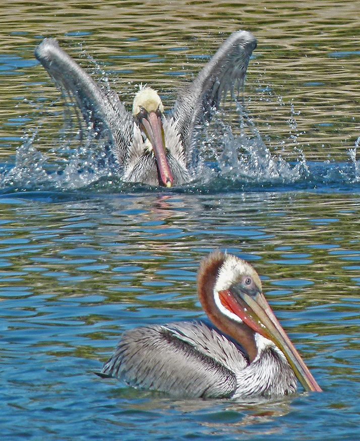 Brown Pelicans, Malibu, CA