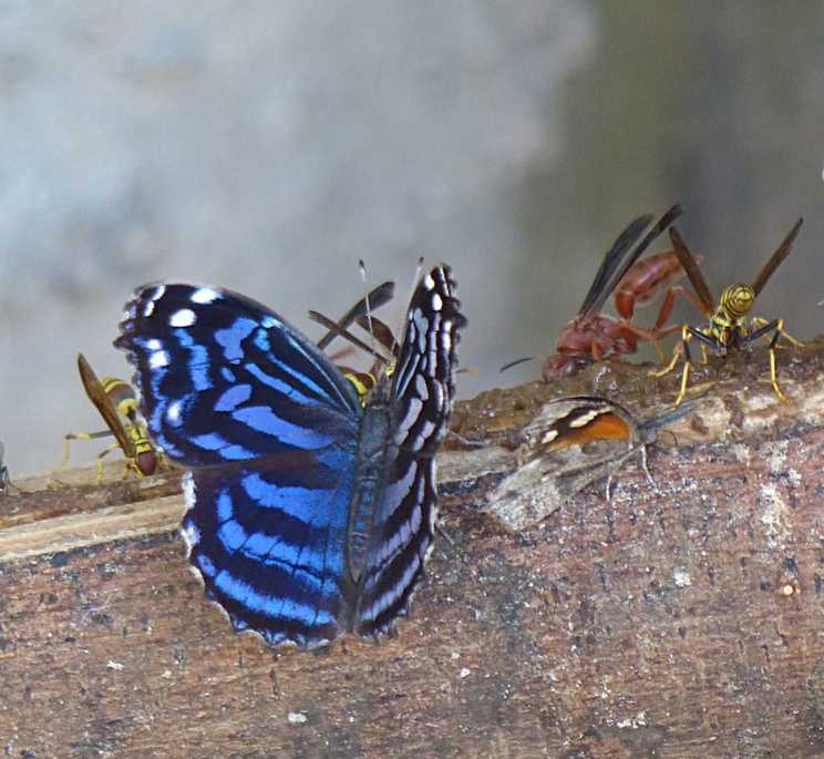 Mexican Bluewing (Myscelia ethusa)