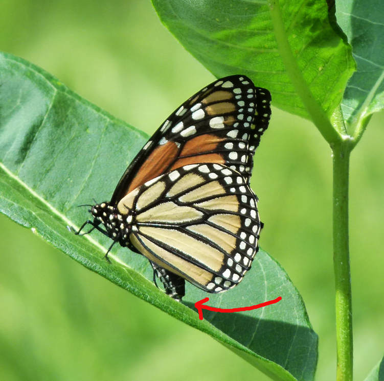 Monarch butterfly laying egg